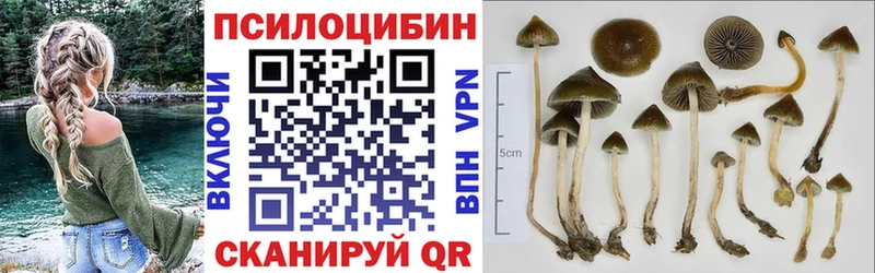 Купить закладки  Отрадное  Галлюциногенные грибы Cubensis 